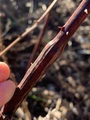 Neolasioptera nodulosa