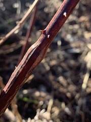 Neolasioptera nodulosa