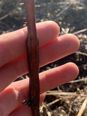 Neolasioptera nodulosa