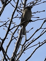 Passer domesticus