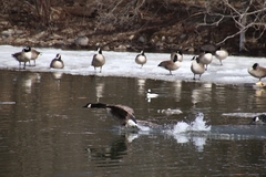 Branta canadensis