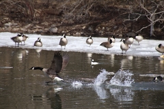 Branta canadensis