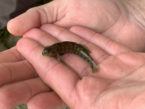 Emerald darter (Etheostoma baileyi) — Percidae — 3
