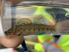 Etheostoma baileyi