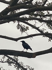 Corvus brachyrhynchos