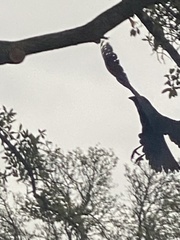 Corvus brachyrhynchos