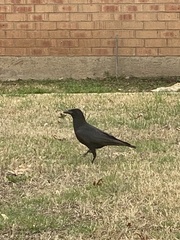 Corvus brachyrhynchos