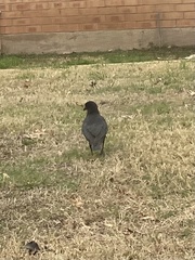 Corvus brachyrhynchos