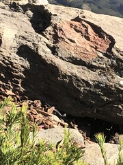 Sceloporus occidentalis