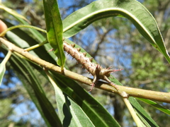 Citheronia brissotii