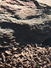 Sceloporus occidentalis