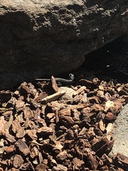 Sceloporus occidentalis