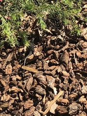 Sceloporus occidentalis