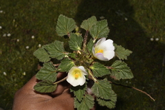 Acaulimalva