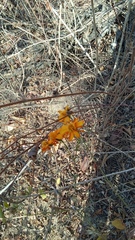 Adenophyllum aurantium