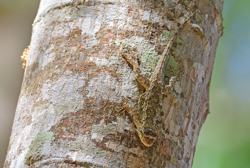 Sceloporus melanorhinus