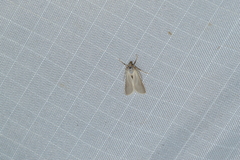 Acentria ephemerella