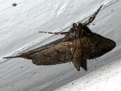 Nacoleia charesalis