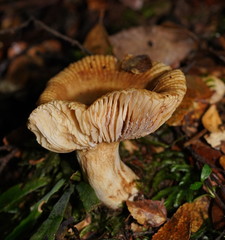 Russula neerimea