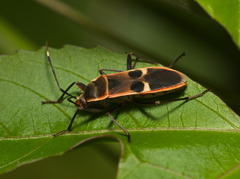 Physopelta gutta gutta