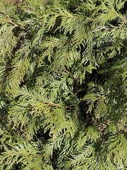 Thuja occidentalis