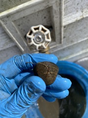 Polymesoda caroliniana