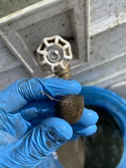 Polymesoda caroliniana