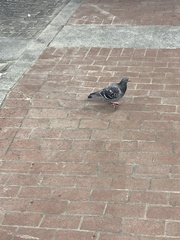 Columba livia domestica