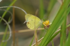 Pyrisitia lisa euterpe