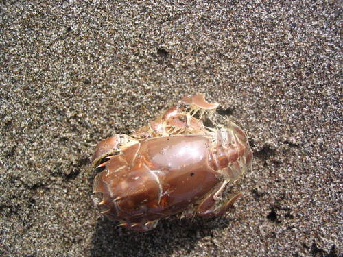 Blepharipoda spinosa
