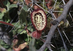 Aristolochia coryi