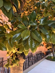 Magnolia grandiflora
