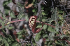 Aristolochia coryi