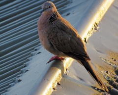 Streptopelia chinensis