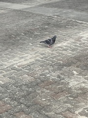 Columba livia domestica