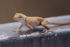 Anolis cristatellus cristatellus