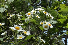 Montanoa imbricata