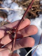 Neolasioptera nodulosa