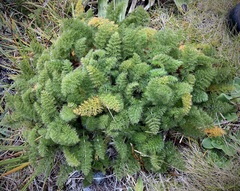 Anisotome capillifolia