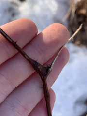 Neolasioptera nodulosa