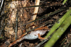Hamptophryne boliviana