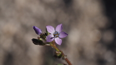Gilia diegensis