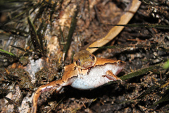 Hamptophryne boliviana