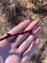 Neolasioptera nodulosa