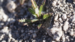 Gilia diegensis