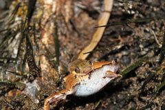 Hamptophryne boliviana