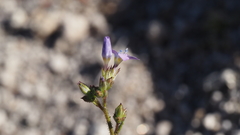 Gilia diegensis