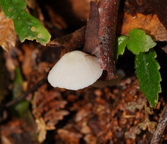 Entoloma albidosimulans