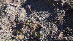 Gilia diegensis