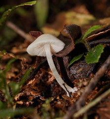 Entoloma albidosimulans